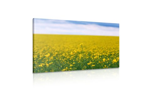 OBRAZ ŽLUTÉ POLE - OBRAZY PŘÍRODY A KRAJINY - OBRAZY