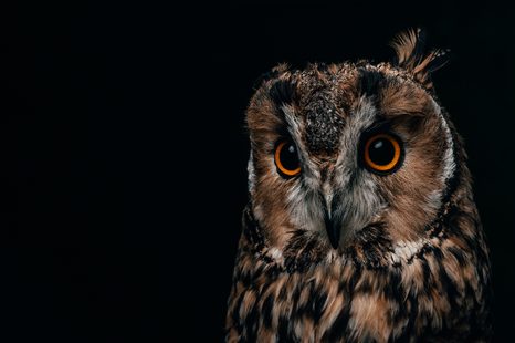 SELBSTKLEBENDE FOTOTAPETE EULE - SELBSTKLEBENDE TAPETEN - TAPETEN