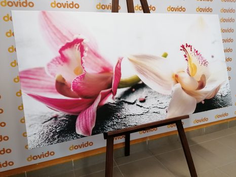 WANDBILD ORCHIDEENBLÜTEN - BILDER BLUMEN - BILDER