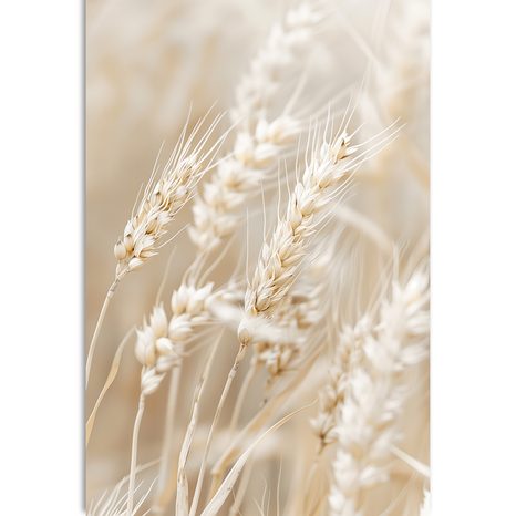 OBRAZ STEBLÁ PŠENICE - OBRAZY TRÁVY - OBRAZY