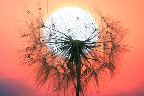 OBRAZ PÚPAVA PRI ZÁPADE SLNKA - OBRAZY KVETOV - OBRAZY