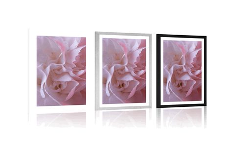 POSTER WITH MOUNT PETALS OF CARNATION - FLOWERS - POSTERS