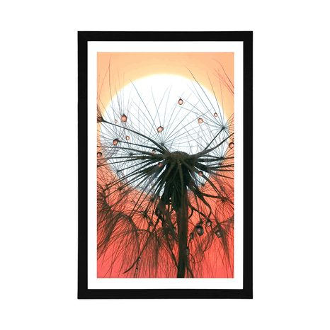 POSTER – DENTE DI LEONE AL TRAMONTO - FIORI - POSTER