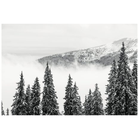 CARTA DA PARATI – ALBERI DI PINO INNEVATI BIANCO E NERO - CARTA DA PARATI BIANCO E NERO - CARTA DA PARATI