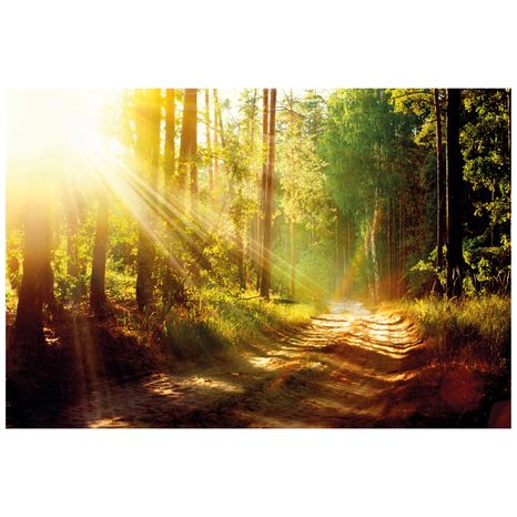 SAMOLEPÍCÍ FOTOTAPETA SLUNEČNÍ PAPRSKY V LESE - SAMOLEPÍCÍ TAPETY - TAPETY