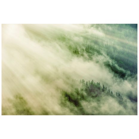 FOTOTAPETA MLHAVÝ LES - TAPETY PŘÍRODA - TAPETY