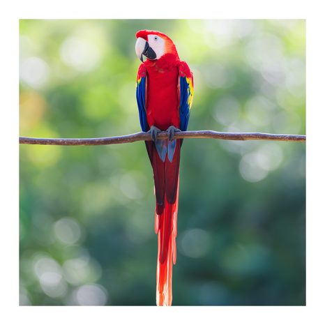 OBRAZ TROPICKÝ PTÁK V PŘÍRODĚ - OBRAZY PTÁCI - OBRAZY