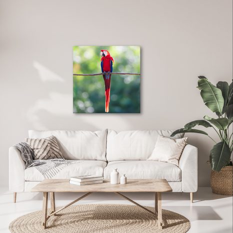OBRAZ TROPICKÝ PTÁK V PŘÍRODĚ - OBRAZY PTÁCI - OBRAZY