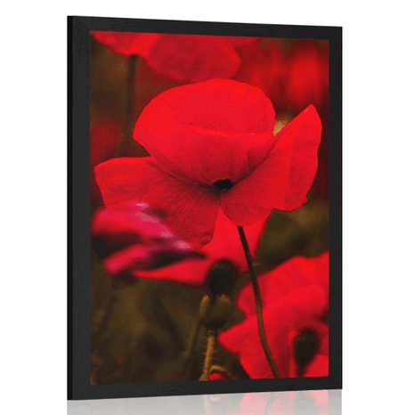 POSTER FELD MIT WILDEN MOHNBLUMEN - BLUMEN - POSTER