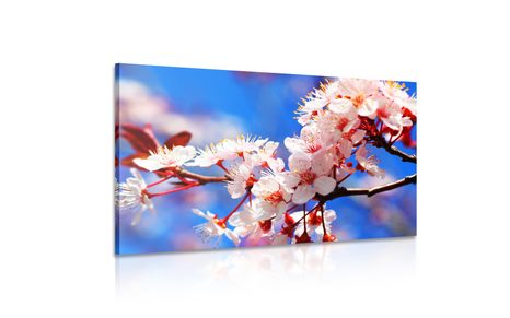 WANDBILD KIRSCHBLÜTE - BILDER BLUMEN - BILDER