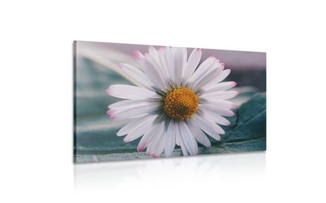 КАРТИНА НА ПЛАТНО – ПРЕКРАСНА МАРГАРИТКА - КАРТИНИ С ЦВЕТЯ - КАРТИНИ