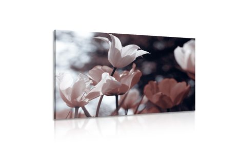 SLIKA SPOMLADANSKI TULIPANI V PARKU - SLIKE ROŽ - SLIKE