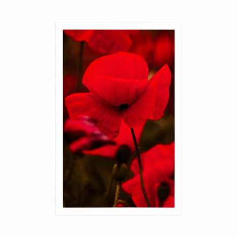 PLAKÁT POLE DIVOKÝCH MÁKŮ - KVĚTINY - PLAKÁTY