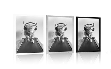 POSTER – MUCCA CON CUFFIE SUL TAPIS ROULANT - BUFALI E MUCCHE - POSTER