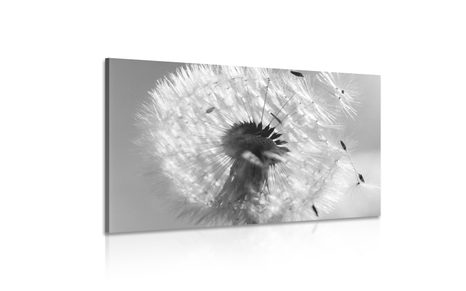 CANVAS PRINT DETAIL OF A DANDELION IN BLACK AND WHITE - BLACK AND WHITE PICTURES - PICTURES