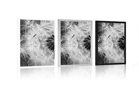 POSTER DANDELION SEED IN BLACK AND WHITE - BLACK AND WHITE - POSTERS