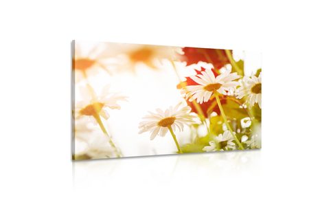 ΕΙΚΌΝΑ ΜΑΓΙΚΏΝ ΜΑΡΓΑΡΙΤΏΝ - ΠΊΝΑΚΕΣ ΑΠΌ ΛΟΥΛΟΎΔΙΑ - ΠΊΝΑΚΕΣ