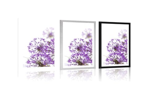 POSTER – FIORI VIOLA DI AGLIO IN FIORE - FIORI - POSTER