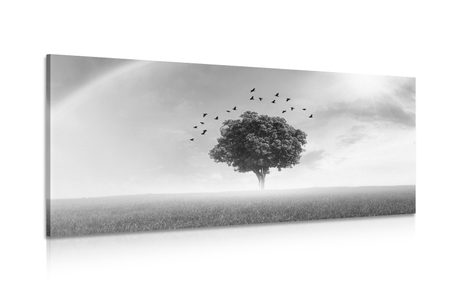 CANVAS PRINT LONELY TREE ON THE MEADOW IN BLACK AND WHITE