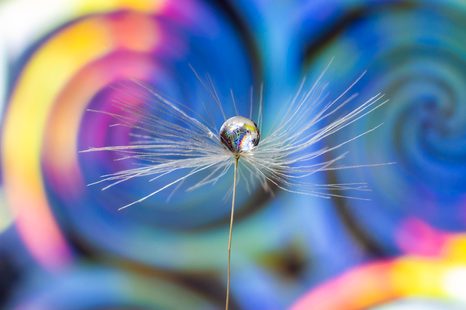 SAMOLEPÍCÍ TAPETA KAPKA ROSY NA BAREVNÉM POZADÍ - SAMOLEPÍCÍ TAPETY - TAPETY