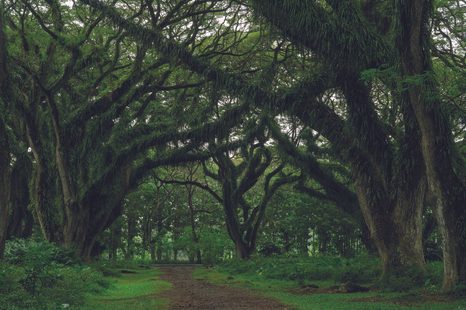 SELBSTKLEBENDE FOTOTAPETE WEG IM WALDGRÜN - SELBSTKLEBENDE TAPETEN - TAPETEN