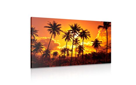 SLIKA KOKOSOVE PALME NA PLAŽI - SLIKE NARAVE IN POKRAJINE - SLIKE