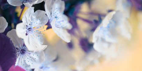 OBRAZ ROZKVETLÁ VĚTVIČKA TŘEŠNĚ - OBRAZY KVĚTŮ - OBRAZY