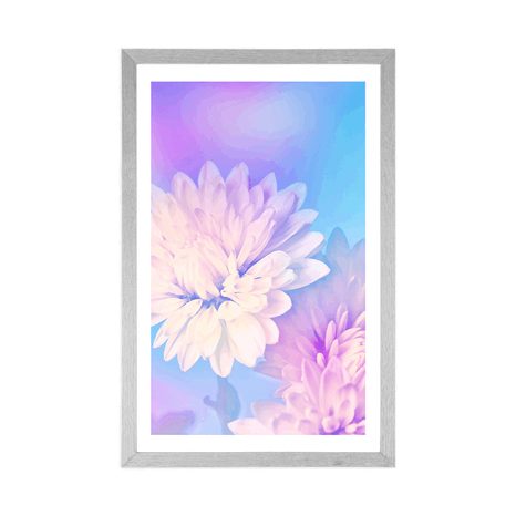 PLAKAT S PASPARTUOM CVIJET KRIZANTEME - CVIJEĆE - PLAKATI