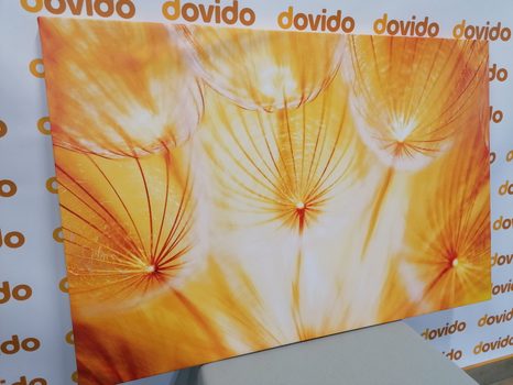 КАРТИНА НА ПЛАТНО – ГЛУХАРЧЕ В ПРЕКРАСНО ИЗПЪЛНЕНИЕ - КАРТИНИ С ЦВЕТЯ - КАРТИНИ