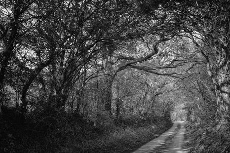 WANDBILD WALD IN SCHWARZ-WEISS - SCHWARZ-WEISSE BILDER - BILDER