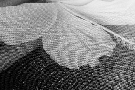 WANDBILD WELLNESS-STILLLEBEN IN SCHWARZ-WEISS - SCHWARZ-WEISSE BILDER - BILDER