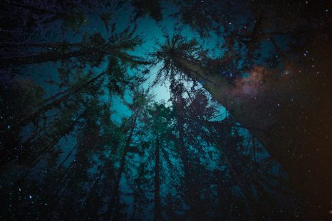 WALLPAPER NIGHT IN THE FOREST - WALLPAPERS FOREST - WALLPAPERS