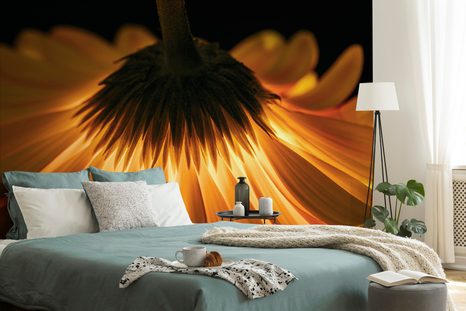 FOTOTAPETA GERBERA NA TMAVÉM POZADÍ - TAPETY KVĚTINY - TAPETY