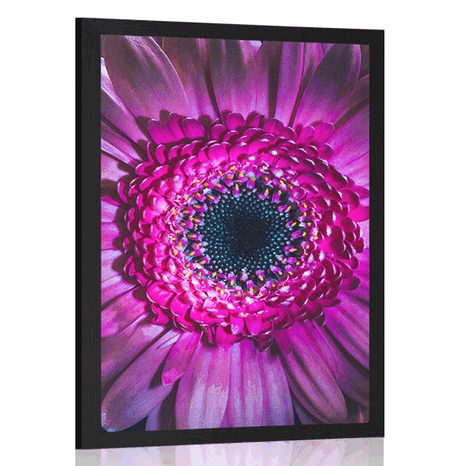 PLAKAT PURPUROWA GERBERA - KWIATY - PLAKATY