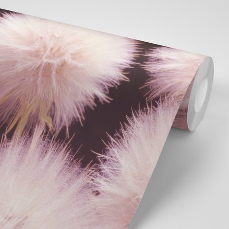 FOTOTAPETA PAMPELIŠKA NA TMAVÉM PODKLADU - TAPETY KVĚTINY - TAPETY