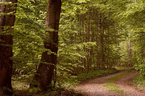 ΕΙΚΌΝΑ ΠΡΆΣΙΝΟ ΔΆΣΟΣ - ΠΊΝΑΚΕΣ ΦΎΣΗΣ ΚΑΙ ΤΟΠΊΟΥ - ΠΊΝΑΚΕΣ