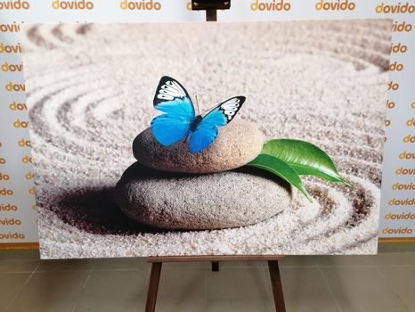 OBRAZ MODRÝ MOTÝL V ZEN ZAHRADĚ - OBRAZY FENG SHUI - OBRAZY