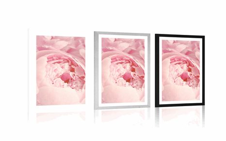 PLAKÁT S PASPARTOU LUPÍNKY KVĚTU - KVĚTINY - PLAKÁTY