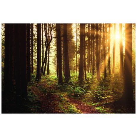 CARTA DA PARATI AUTOADESIVA – FORESTA ILLUMINATA DAL SOLE - CARTA DA PARATI AUTOADESIVE - CARTA DA PARATI