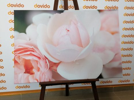 OBRAZ PLNÝ RŮŽÍ - OBRAZY KVĚTŮ - OBRAZY