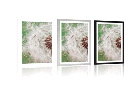 POSTER WITH MOUNT DANDELION SEEDS - FLOWERS - POSTERS
