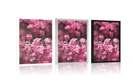 PLAKÁT DETAILNÍ KVĚTINY TŘEŠNĚ - KVĚTINY - PLAKÁTY