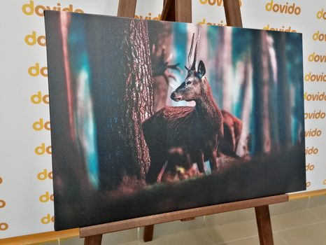 SLIKA JELEN V BOROVEM GOZDU - SLIKE ŽIVALI - SLIKE