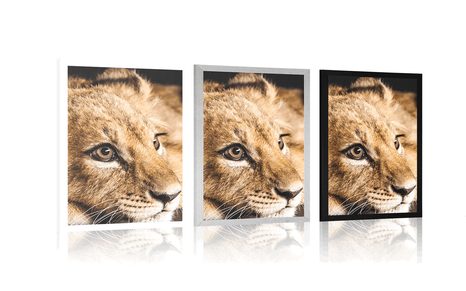 POSTER LÖWENJUNGE - TIERE - POSTER