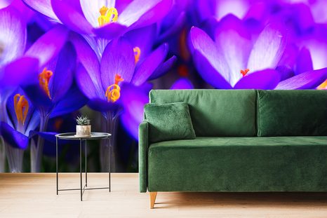 FOTOTAPETA KVETOUCÍ FIALOVÝ ŠAFRÁN - TAPETY KVĚTINY - TAPETY