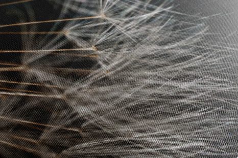 OBRAZ KRÁSA PAMPELIŠKY - OBRAZY KVĚTŮ - OBRAZY