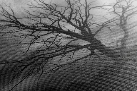 OBRAZ ČERNOBÍLÝ STROM NA LOUCE - ČERNOBÍLÉ OBRAZY - OBRAZY