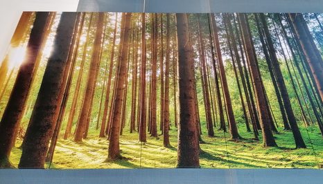 5-RÉSZES REGGEL AZ ERDŐBEN - TERMÉSZET- ÉS TÁJKÉPEK - KÉPEK