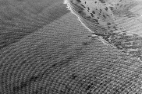 SLIKA KONJ NA TRAVNIKU V ČRNOBELI IZVEDBI - ČRNOBELE SLIKE - SLIKE