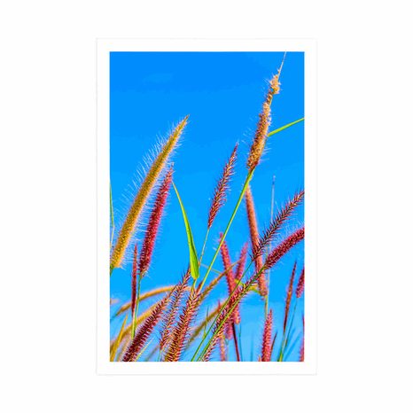 PLAKÁT DIVOKÁ TRÁVA POD MODROU OBLOHOU - PŘÍRODA - PLAKÁTY